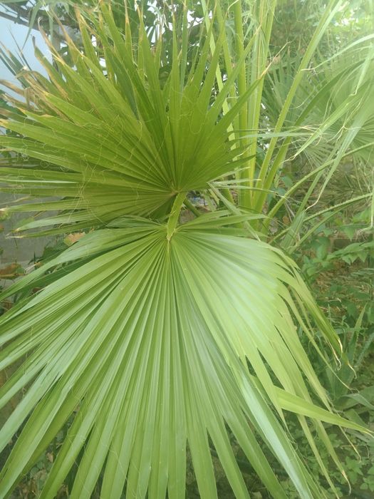 Palma gul sotiladi. Narxi bir yarim million  söm. Narxi yana kelishila