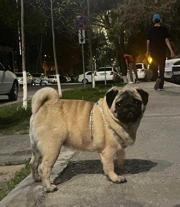 Мопс продается девочка