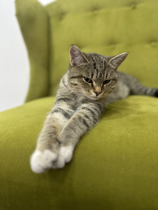 Котик молодой ласковый