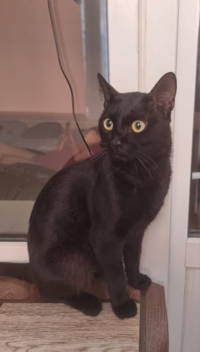 Ищем дом для кота