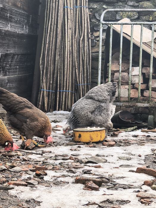 Vând găini italiene originale