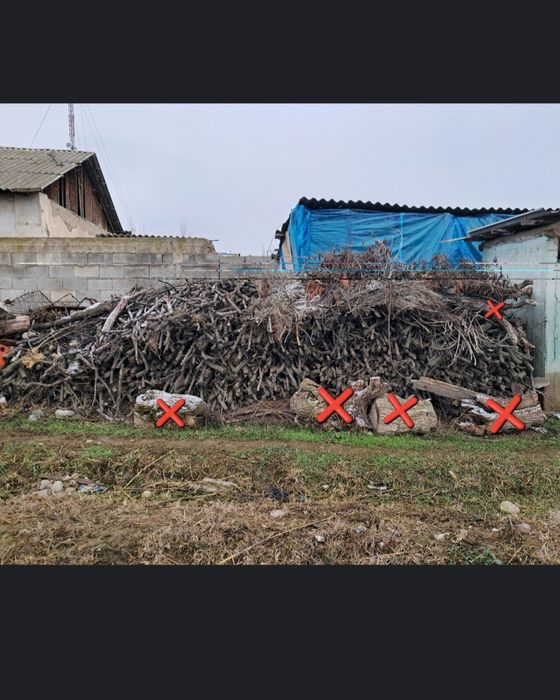 Oʻrik oʻtin oʻrtacha qalinlikda