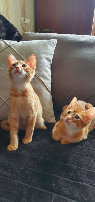 Чаузи Мега крупный котенок