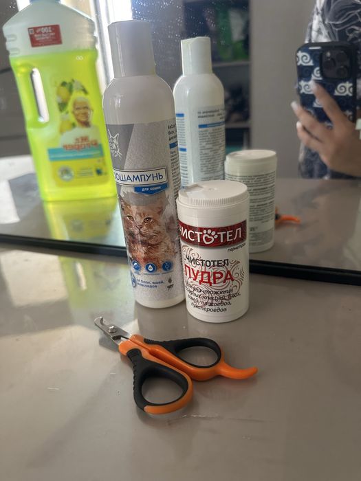 шотландский вислоухий котенок