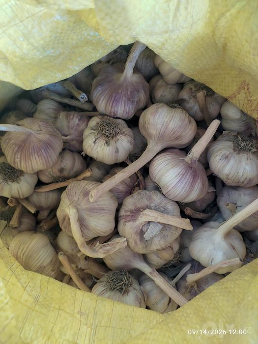 Chesnok, sarimsoqpiyoz, чеснок, garlic
