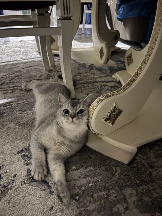 Серебристая шиншилла скотиш страйт