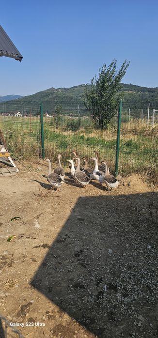 Gaste tinere  in cautare de casa noua