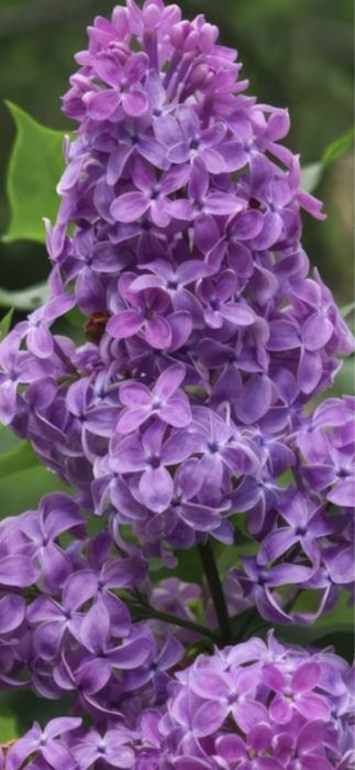 Саженцы сирени