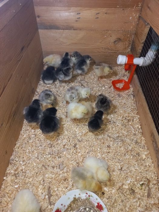 Брама тухумлари сотилади бостириша уругланга