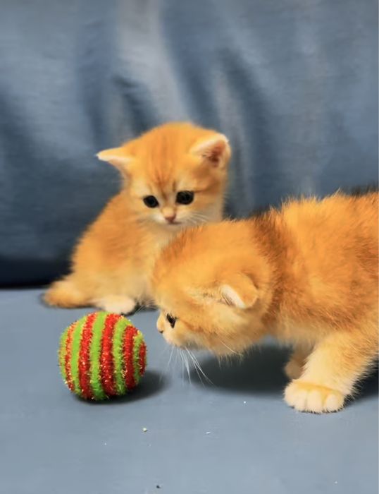 Котята шиншилята
