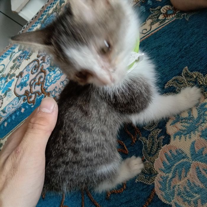 Кошка продам аравииская мау