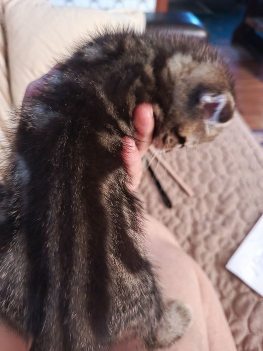 Вислоухие котята мальчики и девочка