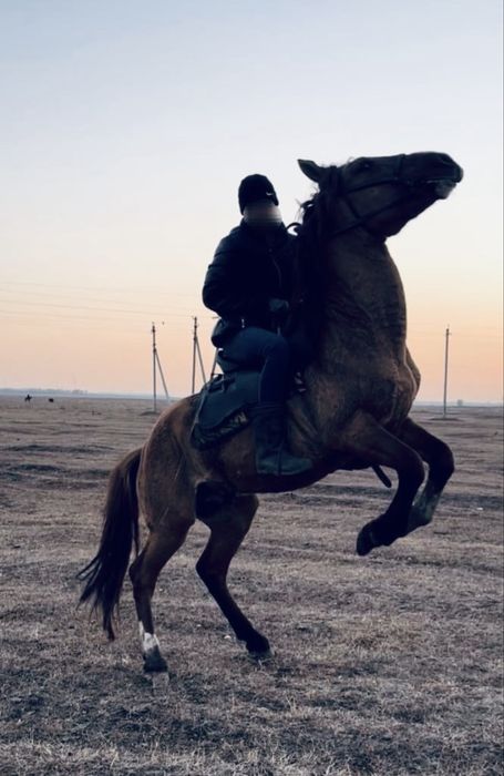 Айғыр сатылады 6 жасар