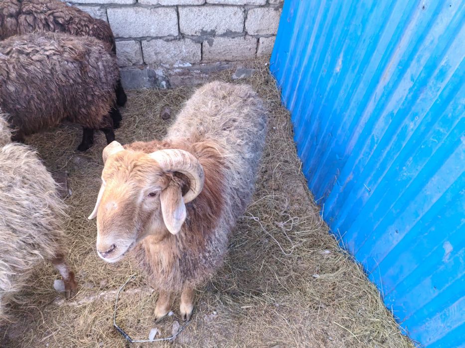 Койлар сатыладыы