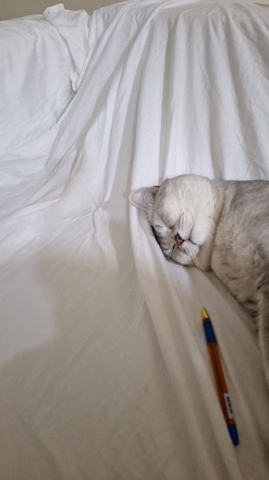 Вязка Кота Шиншилла