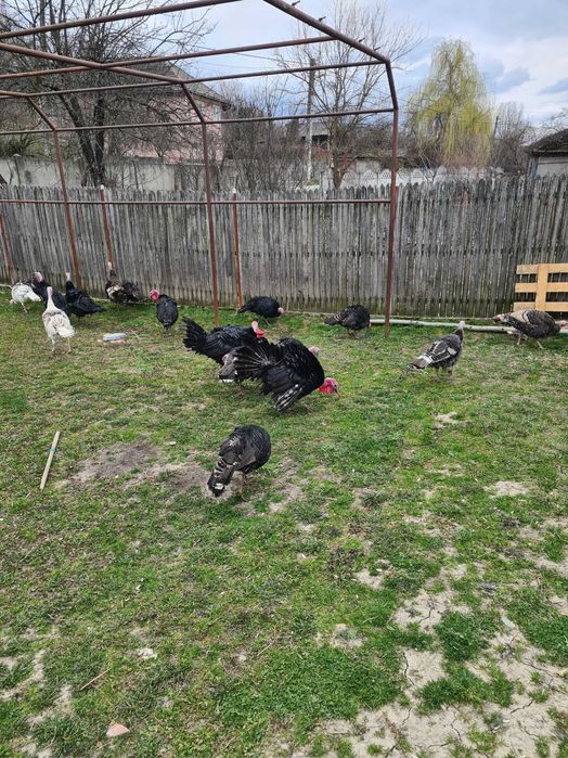 Vand curci si curcani de tara