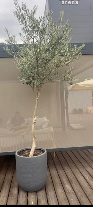 Оливковое дерево крупномер 2.5 м в премиальном кашпо (Италия)