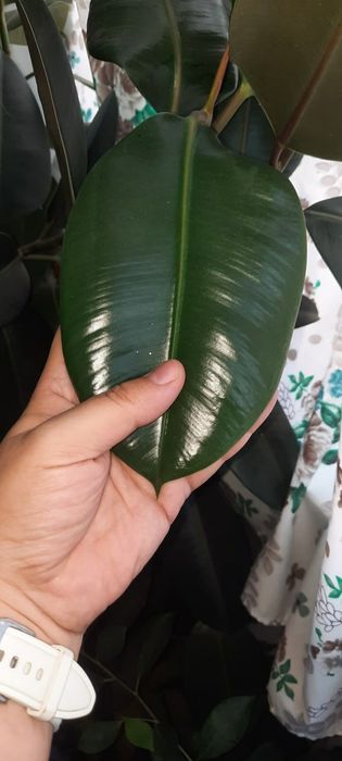 Продается фикус.