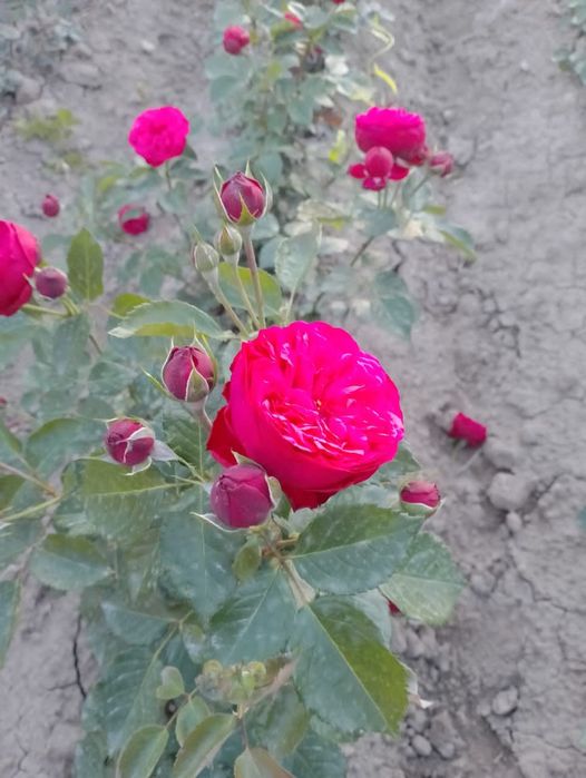 Дехкончилик гарантия качества