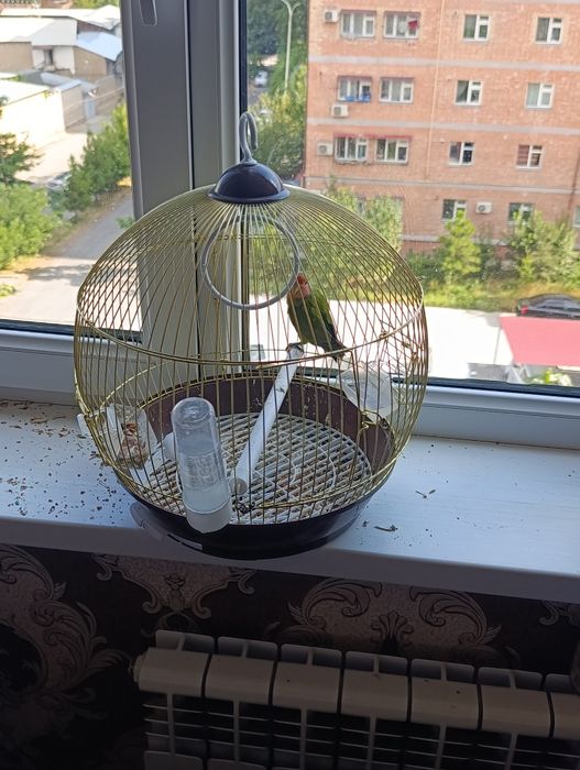 Nerazlushka (Lovebird) sotiladi

Sogʻlom, chiroyli nerazlushka sotilad
