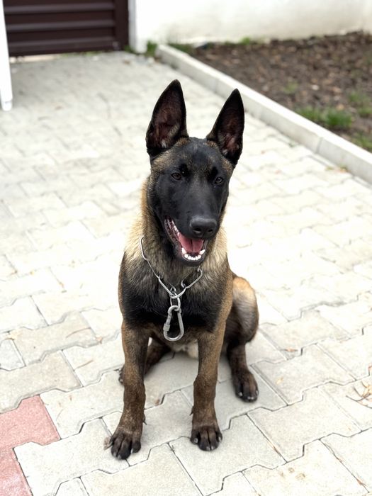 Белгийска Овчарка Малиноа