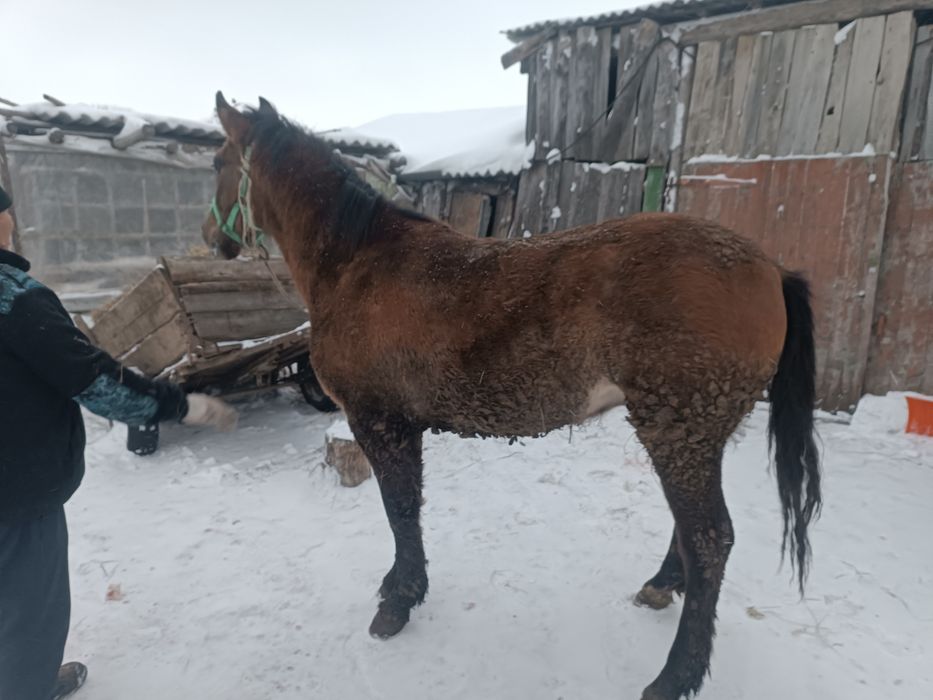 Продам тай звоните