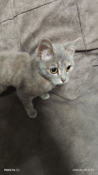 Отдам котика в хорошие руки