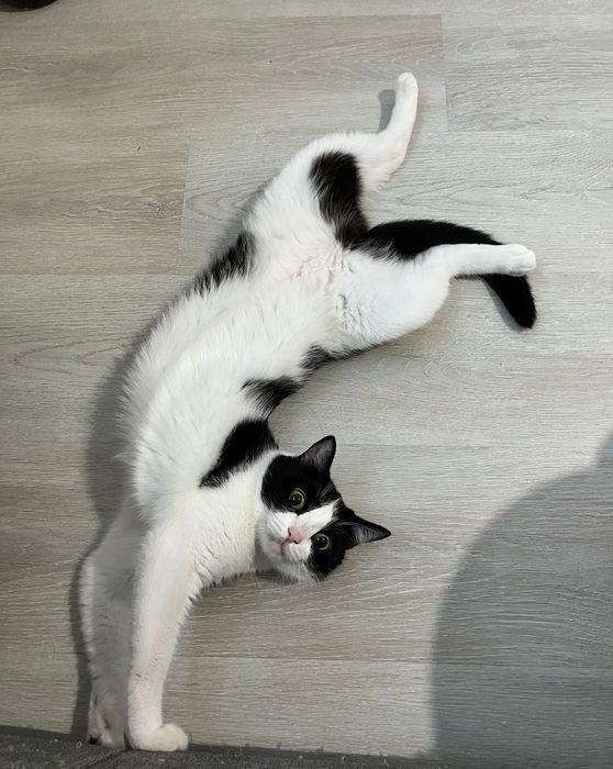 Кошка даром в добрые руки