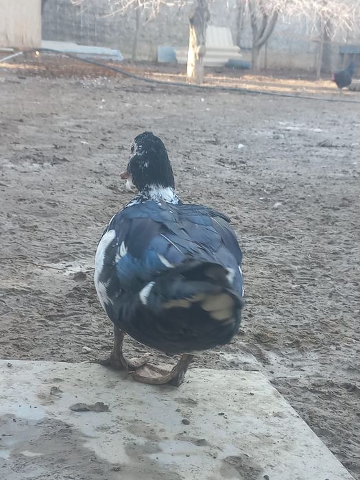 Продается индоутки самка,самец