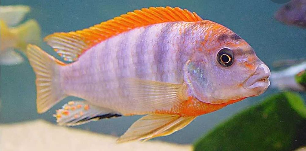 Лабидохромис Хонги Шведен