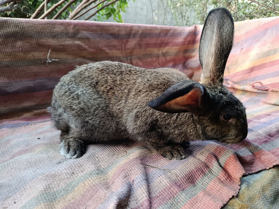 К,уйон самест сотилади