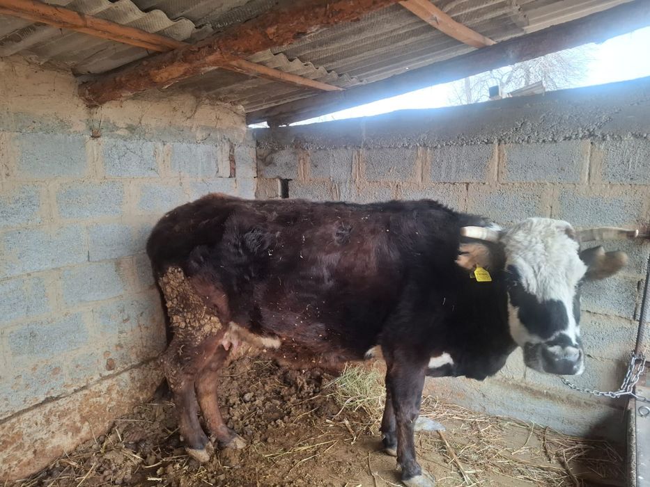 Сиыр сатылады буаз