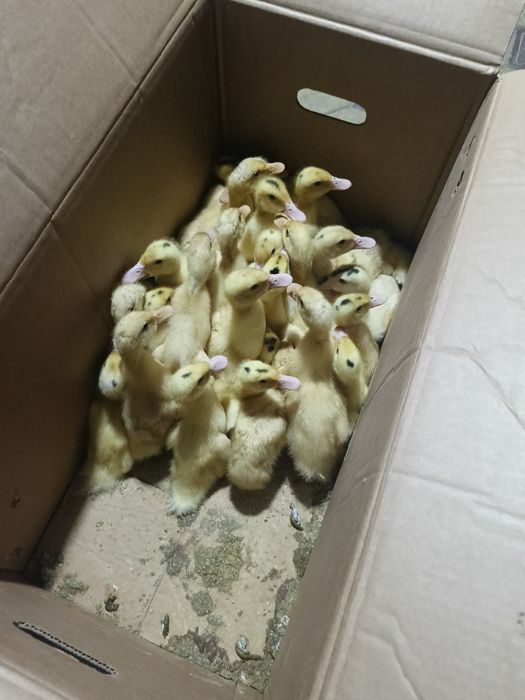 Продам   утки муларди