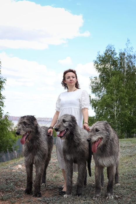 Щенки самой большой и благородной собаки