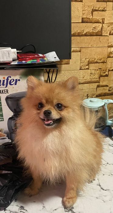 Продаётся Щенок!