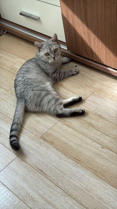 Өзі ақылды мысық