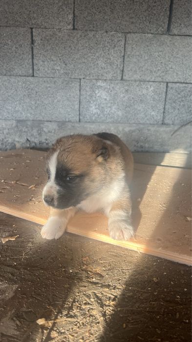 Алабай щенки 20000тг