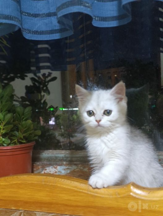 Shinshila seribristiy