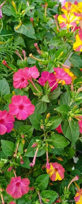 Продам семена МИРАБИЛИС ночная красавицаа