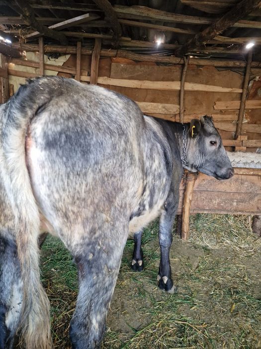 Vând taur și juncă!