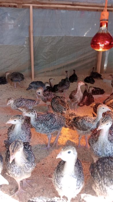 Индюшата месячные