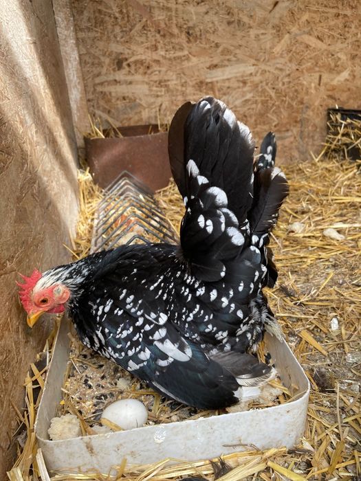 Păsări de expoziție  chabo bobat de vânzare , sunați la nr din poza