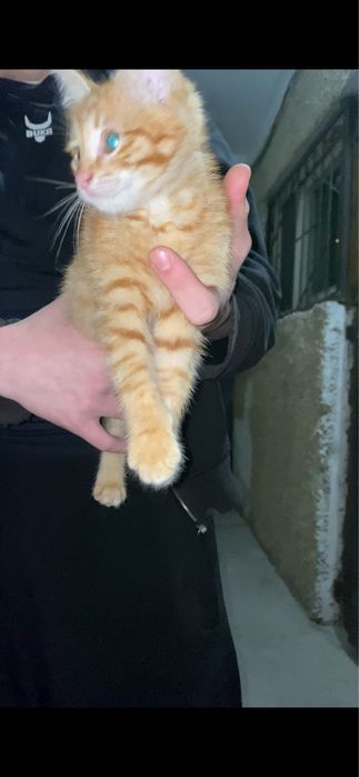 Котята в добрые рук