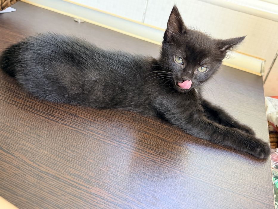 Buna ziua, donez  doi pui de pisica pentru iubitori de animale.