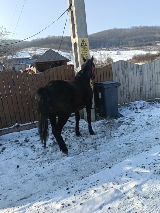 Vând mânză foarte cuminte!
