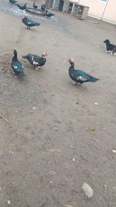 Rate mute... de anu asta