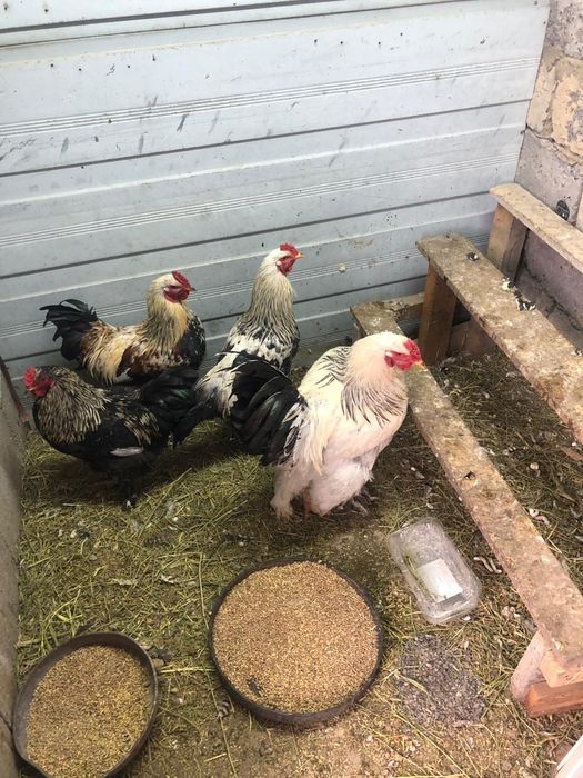 Продаю петухов браун