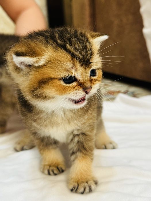 Приглашаем на вязку, к чистокровному Британскому коту (шиншила ny12)