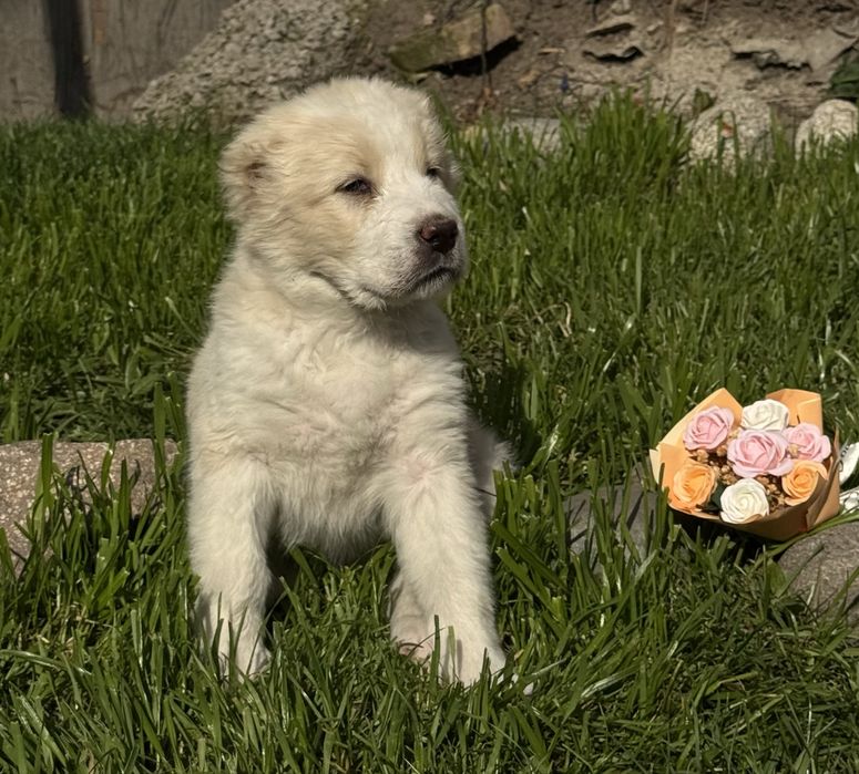 Щенки Алабая девочки