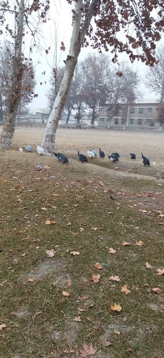 Оқ сисарка тухумлари сотилади.